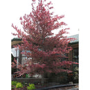 Tricolor Beech - Fagus sylvatica 'Tricolor' - 1.75" Caliper Ball & Burlap Tree