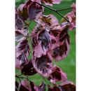 Tricolor Beech - Fagus sylvatica 'Tricolor' - 1.75" Caliper Ball & Burlap Tree