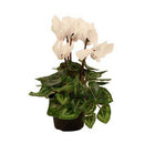Cyclamen, Live Plant 2.5 in. Pot