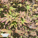 Twombly's Red Japanese Maple - Acer palmatum - 15