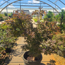 Twombly's Red Japanese Maple - Acer palmatum - 15