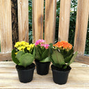 Kalanchoe Mini, Live Plant 2.5 in. Pot