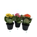 Kalanchoe Mini, Live Plant 2.5 in. Pot