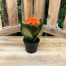 Kalanchoe Mini, Live Plant 2.5 in. Pot
