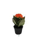 Kalanchoe Mini, Live Plant 2.5 in. Pot