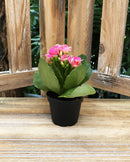 Kalanchoe Mini, Live Plant 2.5 in. Pot