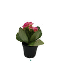 Kalanchoe Mini, Live Plant 2.5 in. Pot