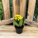 Kalanchoe Mini, Live Plant 2.5 in. Pot