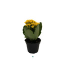 Kalanchoe Mini, Live Plant 2.5 in. Pot