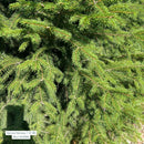 Norway Spruce - Picea abies - 7'-8' Foot Ball & Burlap Tree