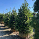 Norway Spruce - Picea abies - 7'-8' Foot Ball & Burlap Tree
