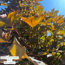 Crimson Sentry Maple - Acer platanoides 'Crimson Sentry' - Ball and Burlap 2" Caliper