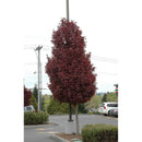 Crimson Sentry Maple - Acer platanoides 'Crimson Sentry' - Ball and Burlap 2" Caliper
