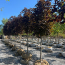 Crimson Sentry Maple - Acer platanoides 'Crimson Sentry' - Ball and Burlap 2" Caliper