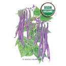 Bean Bush Royal Burgundy Organic Botanical Interests Seeds