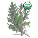 Kale Red Winter Organic HEIRLOOM Botanical Interests Seeds