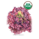 Lettuce Leaf Red Sails Organic Botanical Interests Seeds