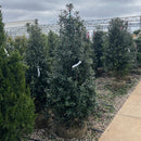 Centennial Girl Holly - Ilex - 5-6 Foot Ball & Burlap Tree