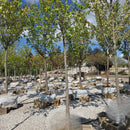 Sun Valley Red Maple - Acer rubrum 'Sun Valley' - 3" Caliper Ball and Burlap Tree