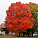 Green Mountain Sugar Maple - Acer saccharum 'Green Mountain' - 2" Caliper Ball and Burlap Tree
