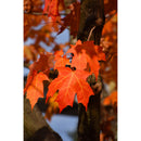 Green Mountain Sugar Maple - Acer saccharum 'Green Mountain' - 2" Caliper Ball and Burlap Tree