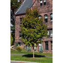 Green Mountain Sugar Maple - Acer saccharum 'Green Mountain' - 2" Caliper Ball and Burlap Tree