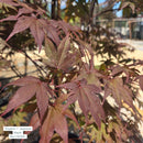 Emperor Japanese Maple - Acer palmatum - 15