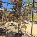 Emperor Japanese Maple - Acer palmatum - 15