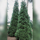Arborvitae, Green Giant Shrub, B&B 6 ft.