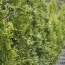 Arborvitae, Green Giant Shrub, B&B 6 ft.