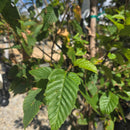 Hornbeam Frans Fontaine Tree, 15 Gal.