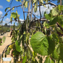 Lavender Twist® Redbud - Cercis canadensis 'Covey' - 15