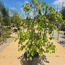 Lavender Twist® Redbud - Cercis canadensis 'Covey' - 15