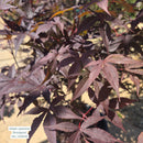 Japanese Bloodgood Maple, 15 Gal.