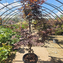 Japanese Bloodgood Maple, 15 Gal.
