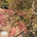 Tamukeyama Japanese Maple - Acer palmatum - 7