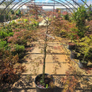 Tamukeyama Japanese Maple - Acer palmatum - 7