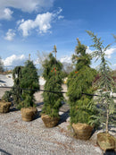 Weeping White Pine - Pinus strobus 'Pendula' - 84" Ball & Burlap Tree