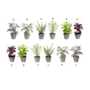 Melrose International, Potted Herb, Assorted & Sold Separately