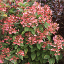 Hydrangea, Quick Fire Flowering Shrub, 3 Gallon Container