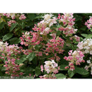Hydrangea, Quick Fire Flowering Shrub, 3 Gallon Container