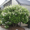 Hydrangea, Quick Fire Flowering Shrub, 3 Gallon Container