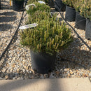 Dwarf Mugo Pine - Pinus mugo var. pumilio - 2 Gallon Potted Evergreen Shrub