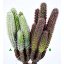 Pencil Cactus Pick, 8.5 in.