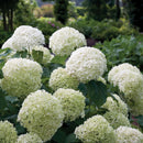 Hydrangea, Incrediball® Flowering Shrub, Quart-Sized Pot