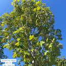 Armstrong Maple - Acer x freemanii 'Armstrong' - 2.5" Caliper Ball & Burlap Tree