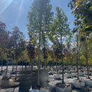 Armstrong Maple - Acer x freemanii 'Armstrong' - 2.5" Caliper Ball & Burlap Tree