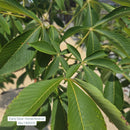Early Glow Buckeye Tree - Aesculus glabra - 15