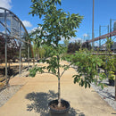 Early Glow Buckeye Tree - Aesculus glabra - 15