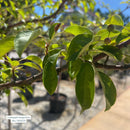 Sargentina Crabapple - Malus sargentii 'Tina' - 15